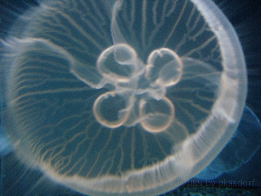 Baltimore [2009 July 02] 183.JPG - Scenes from Baltimore's Inner Harbor.